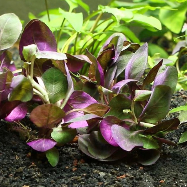 Lobelia cardinalis in pot @